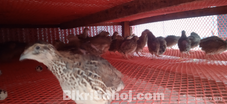 কোয়েল পাখি
